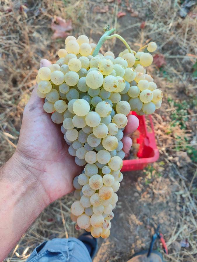 Agriturismo Colle Vento Suvereto Εξωτερικό φωτογραφία